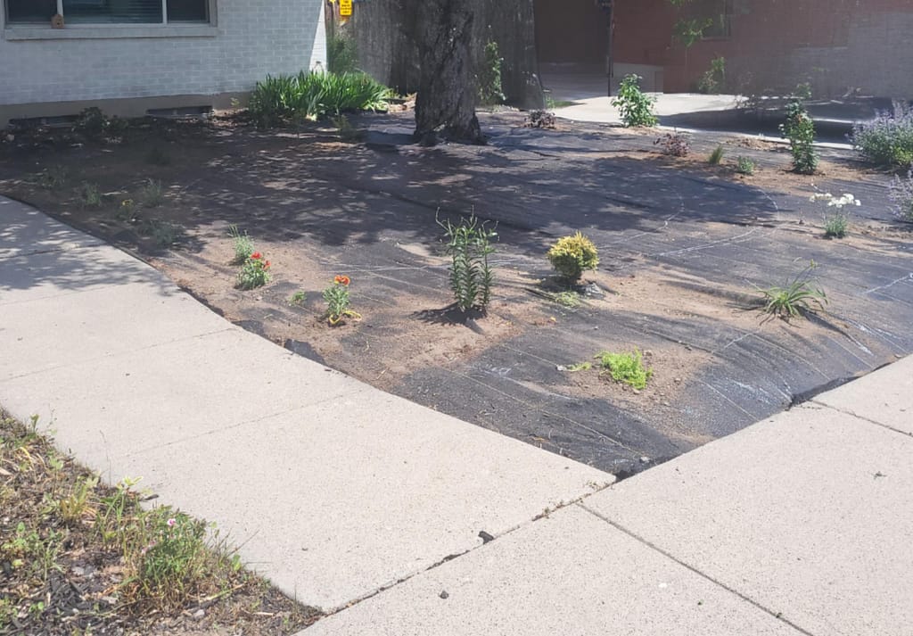 planting the native plants