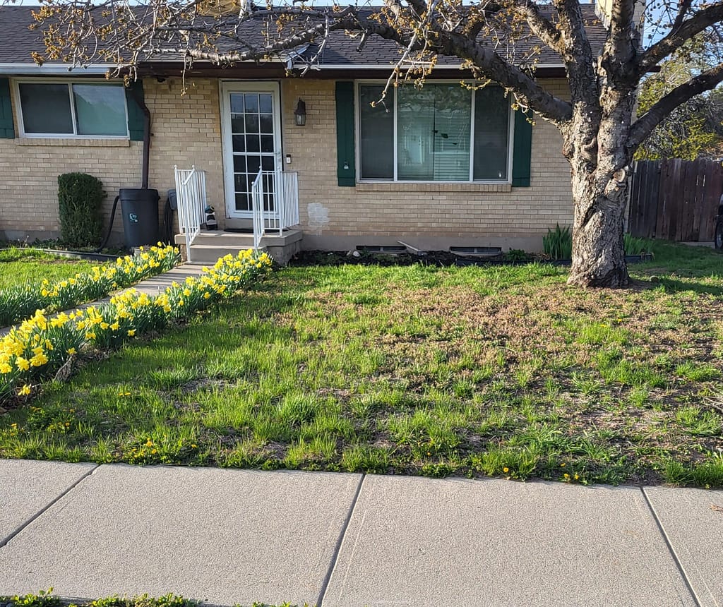 high maintenance front lawn before DIY low maintenance front yard landscaping