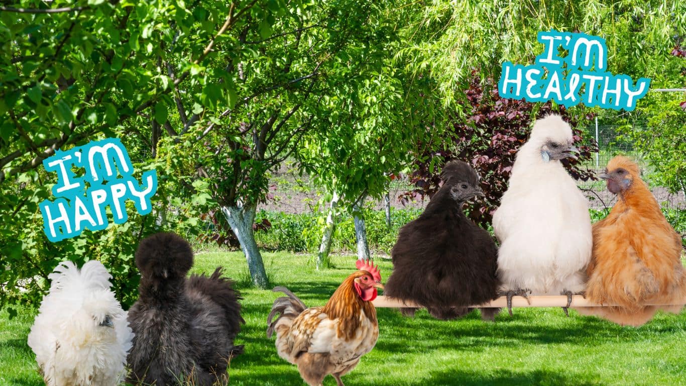 Signs Your 5-Week-Old Silkie Chick Is Happy and Healthy