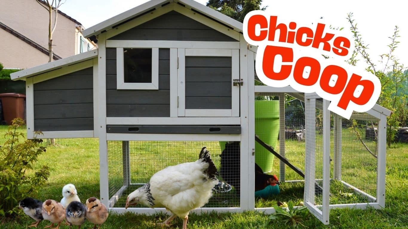 My Chicken Journey So Far : From Chicks to Coop Setup