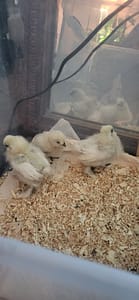 Thelma, Louise and Gracie