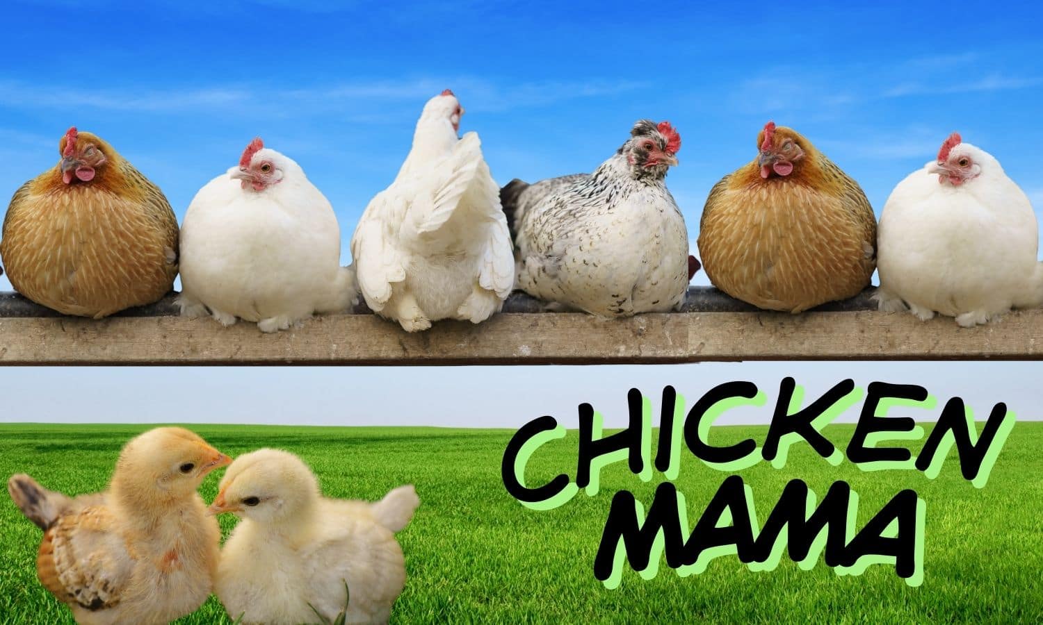 New Chicken Mama Journey