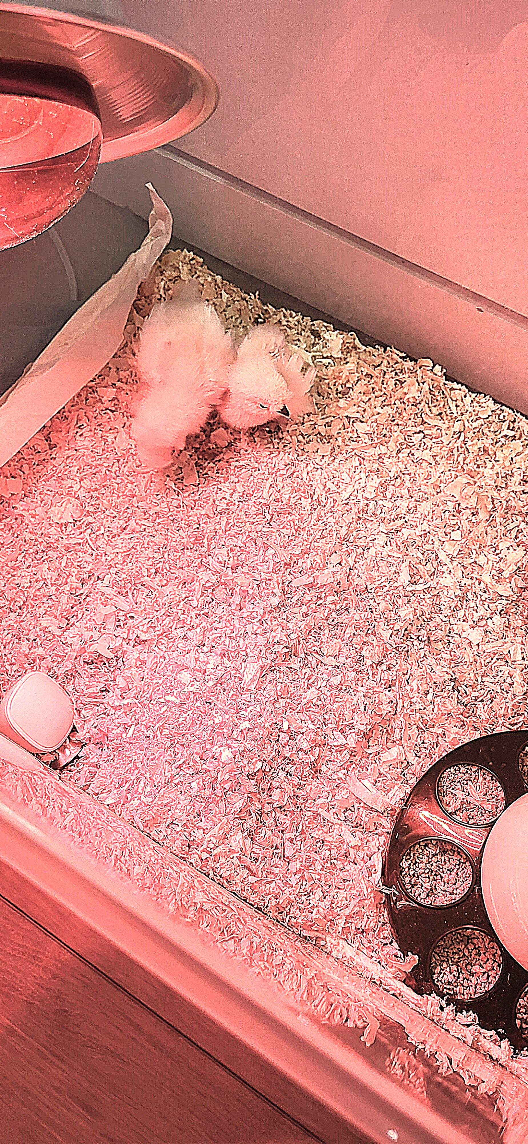 Babies getting used to the new home.