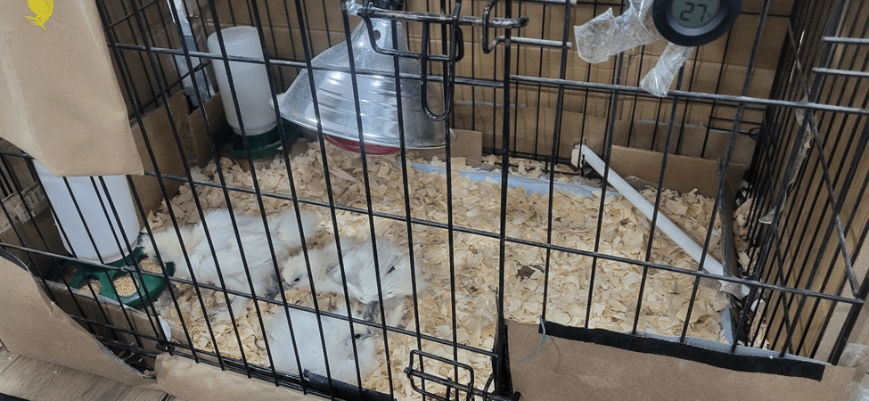 Three silkie chicks four weeks old