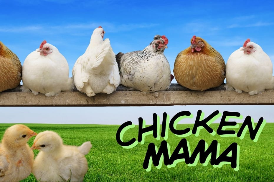 Chicken Mama Chicken Mama