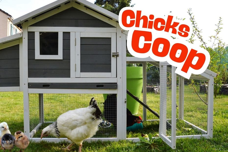 chicks coop